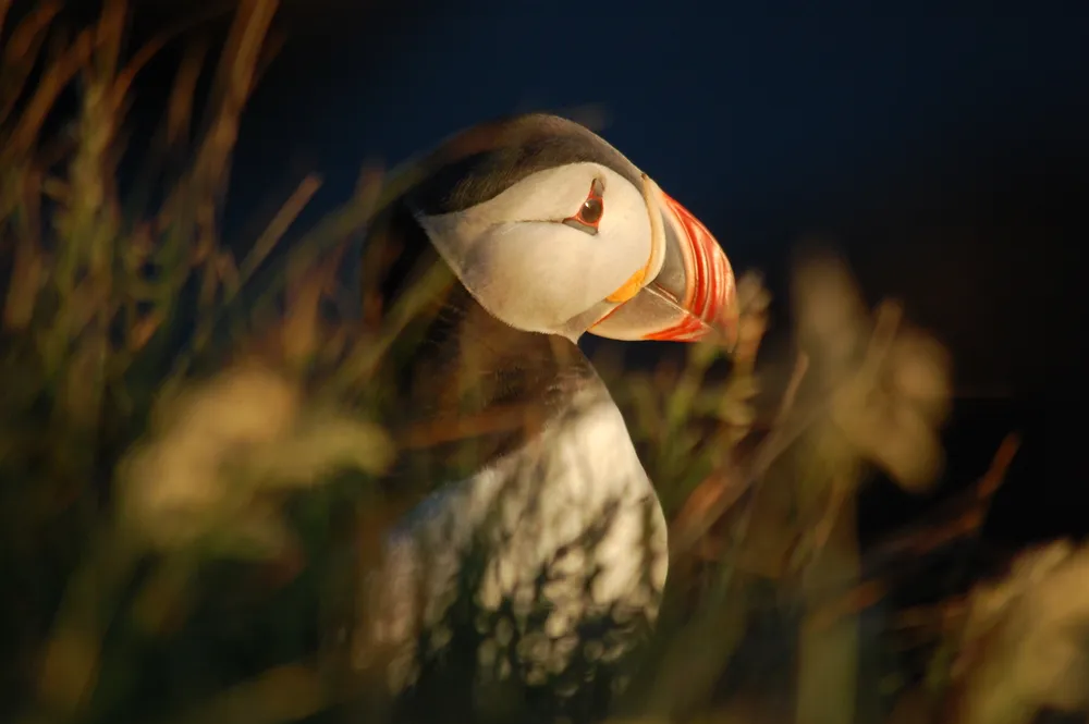 This puffin was looking at the midnight sun on the Latrabjarg bird cliffs in the Westfjords, Iceland. Visitors to the cliffs can see the puffins in the evening when they come back from a day of fishing out at sea.