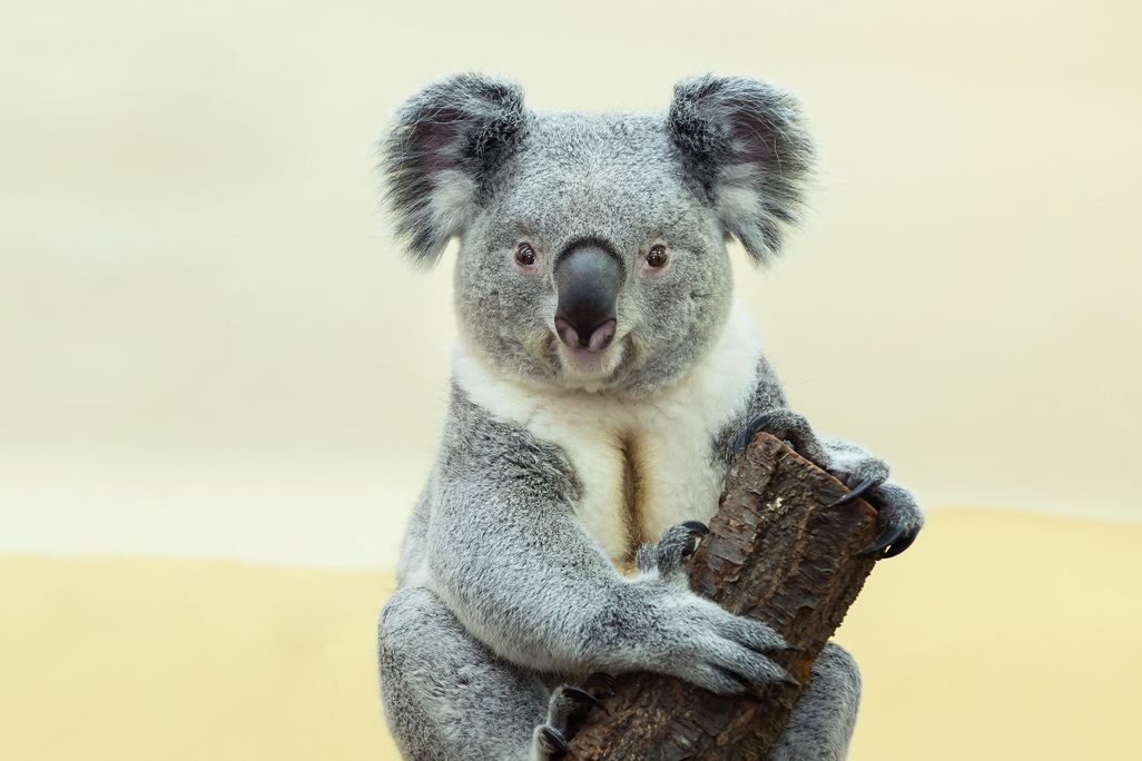 その他 THE KOALA: A Natural History Amazon | The Koala: A Natural History (Australian Natural History