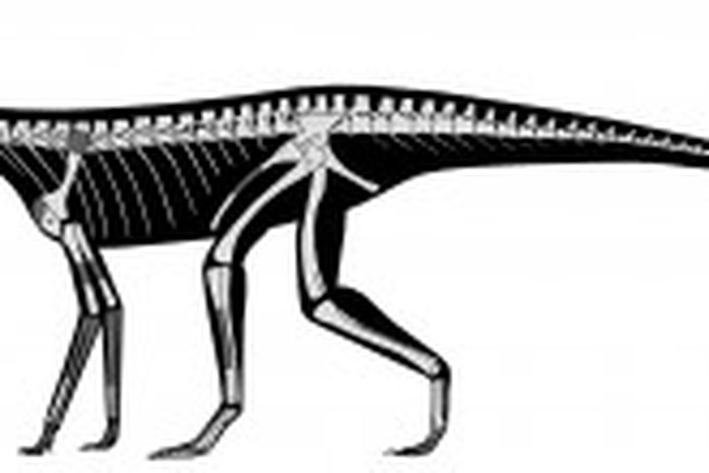 20110520083211Silesaur-outline-1-300x110.jpg