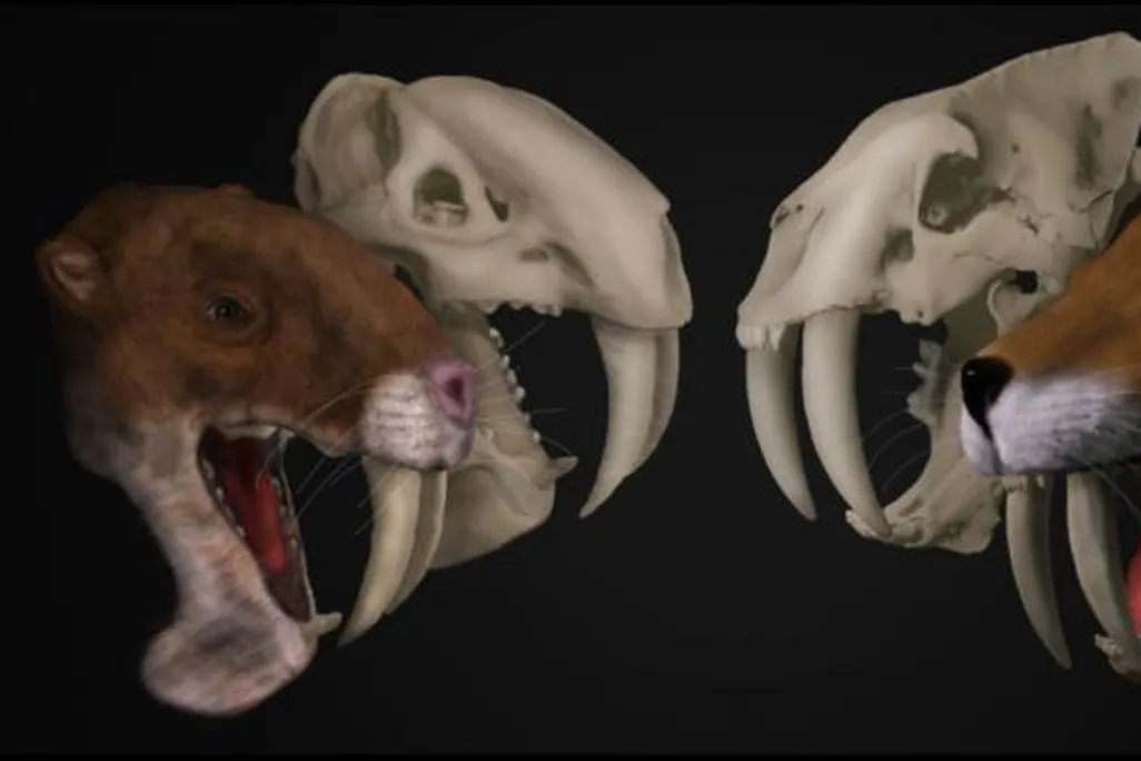 saber-tooth marsupial vs Smilodon