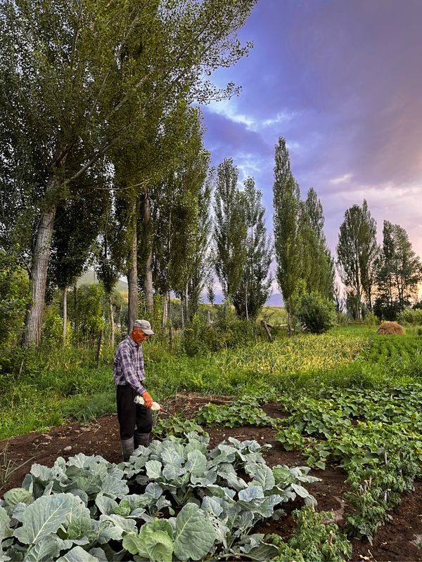 A farmer tending to his vegetable garden thumbnail