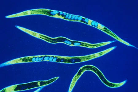 False-color micrograph of Caenorhabditis elegans