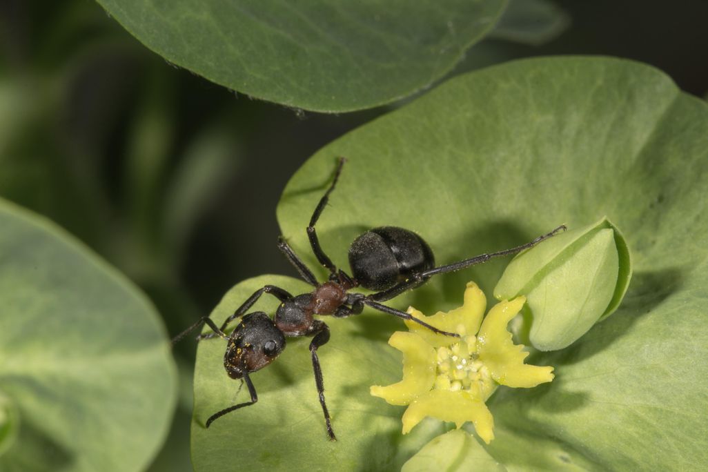 Red Wood Ant (Formica rufa) on flower of Wood Spurge (Euphorbia amygdaloides), Baden-Wuerttemberg, Germany - stock photo