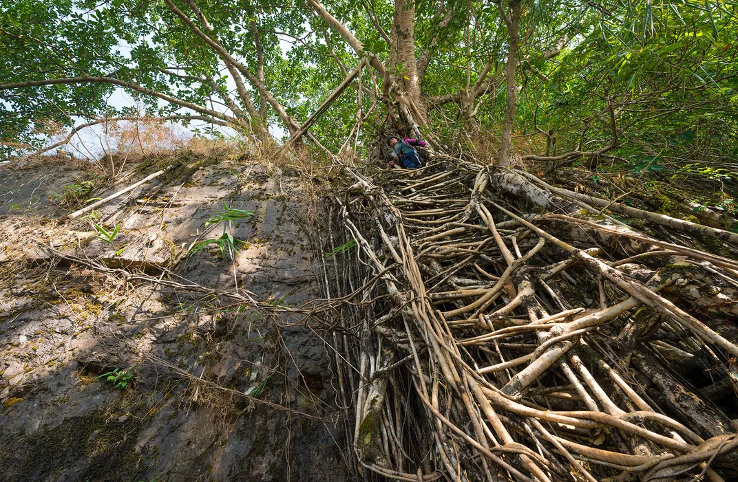 In One of the Wettest Places on the Planet, Indigenous People Build Bridges and Ladders Out of Living Tree Roots