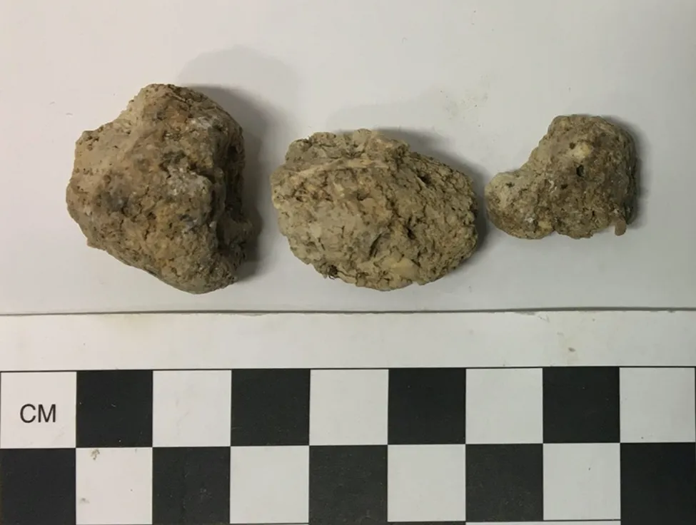 Coprolites from Durrington Walls