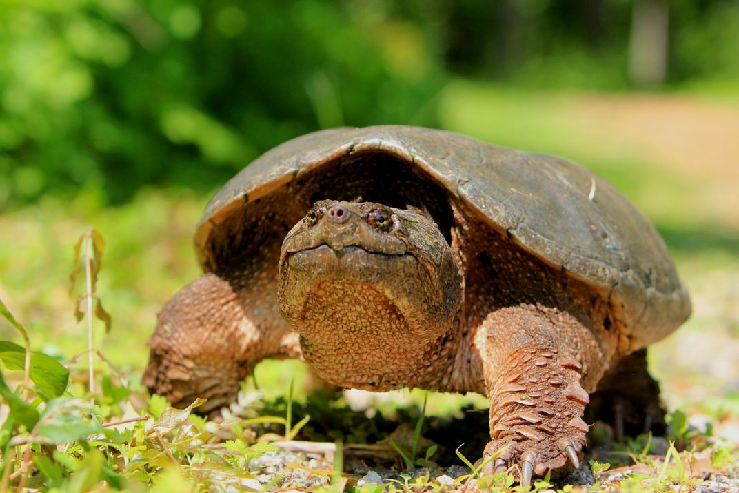 Snapping Turtle | Smithsonian Photo Contest | Smithsonian Magazine