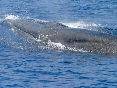 A Bryde's whale from a community in the Gulf of Mexico. The rare whales face a myriad of threats including pollution and being hit by ships. (National Oceanic and Atmospheric Administration)