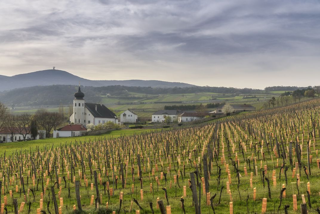 Vineyard outside Vienna