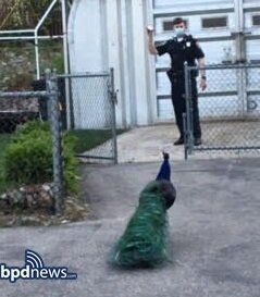 Police luring peacock