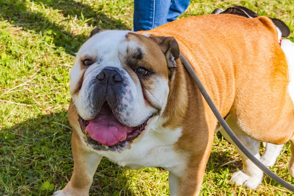 An image of an english bulldog standing in the grass and looking at the camera