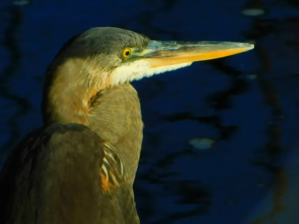 Profile of great blue heron thumbnail