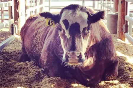 This cow was fed a small amount of seaweed along with its feed to reduce methane emissions from its burps.

