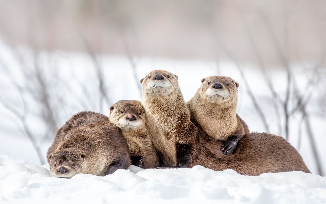 Otters gather close, helping them keep warm in a snow-covered field.