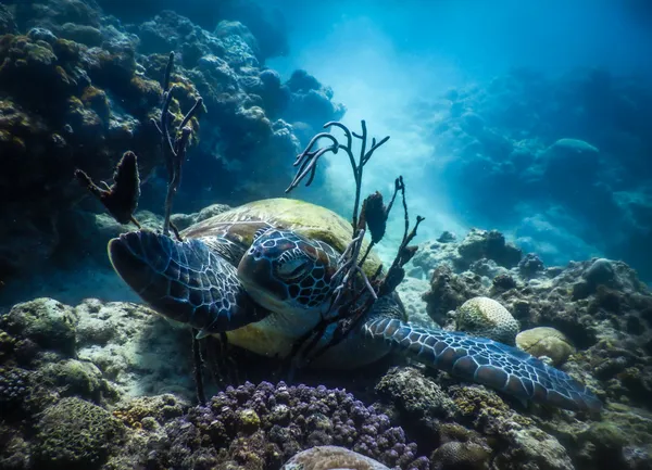 A Sleeping Turtle thumbnail