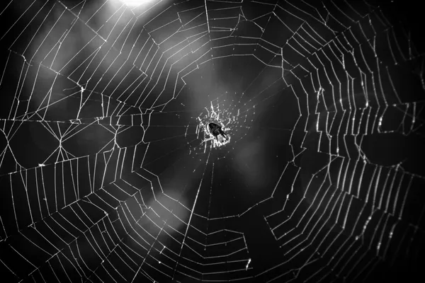 Architectural silk thumbnail