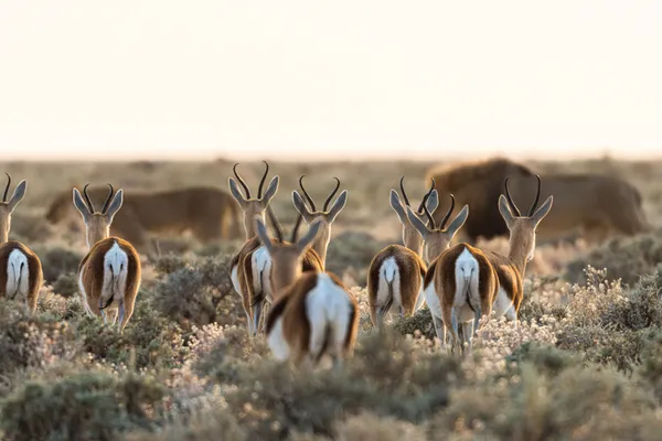 The Watchful Herd thumbnail