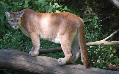 The mountain lion is one of the most common large cats but also one of the hardest to see.
