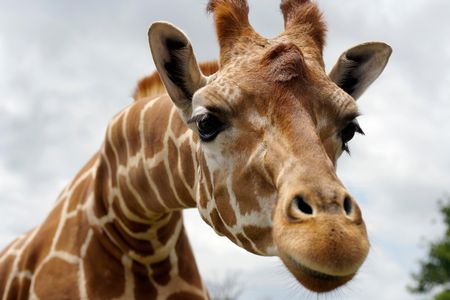 What kept giraffes apart so long that they developed into separate species?