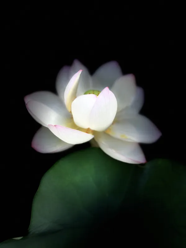 A blooming lotus in my pond thumbnail