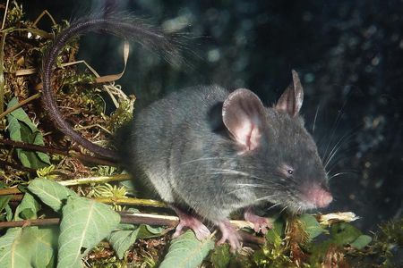 Nearly blind, Typhlomys cinereus thrives in the high forests of southeastern China and Vietnam—with a little help from another sense.
