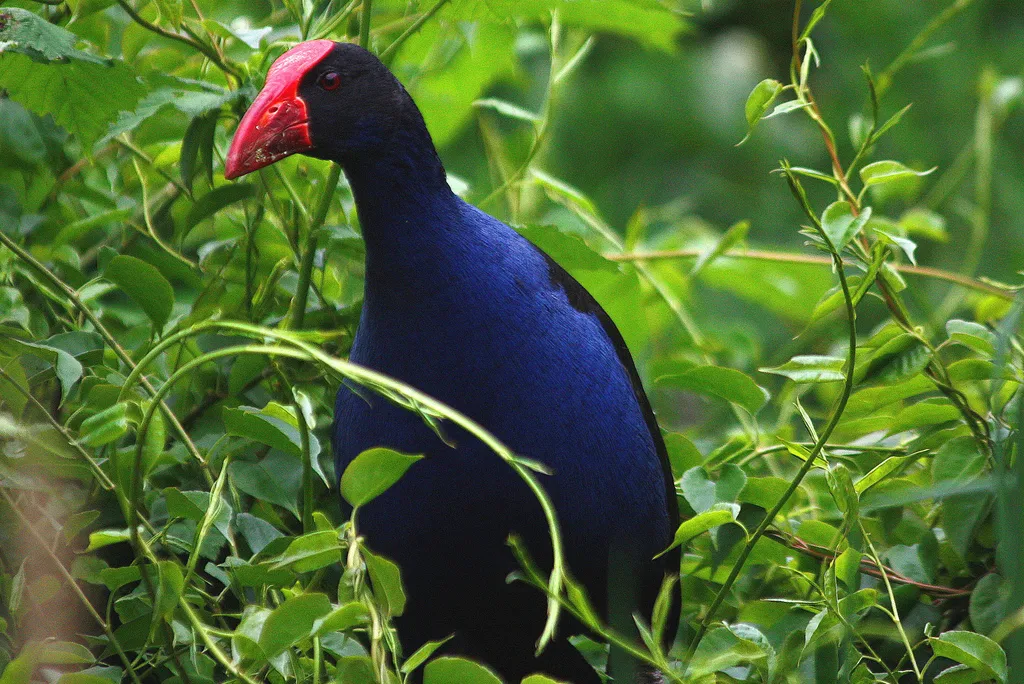Pukeko bird