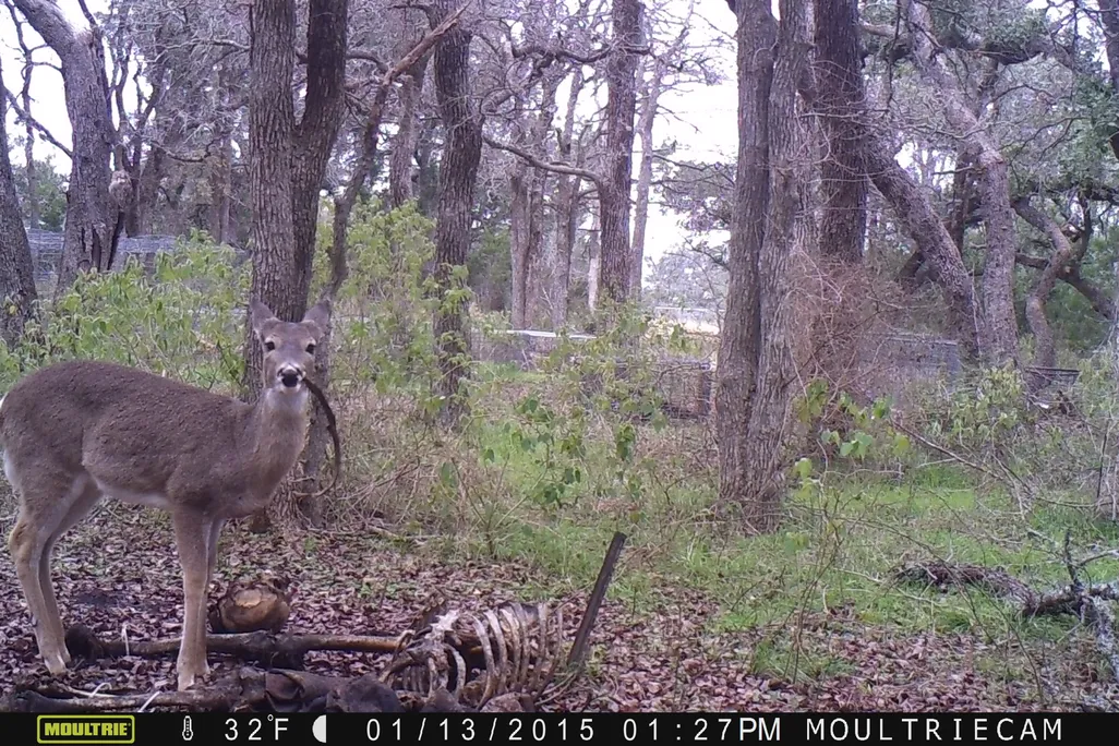 Deer head on gnawing