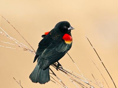 A red-winged blackbird, the males of which (pictured) feature bright red spots. Females, on the other hand, are a mottled brown. 