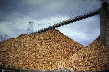Pulp wood (but not the kind that may appear in your cheese or bread).