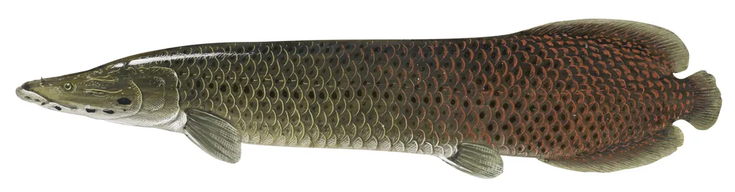 Arapaima