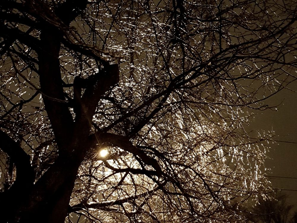 Tree after an ice storm