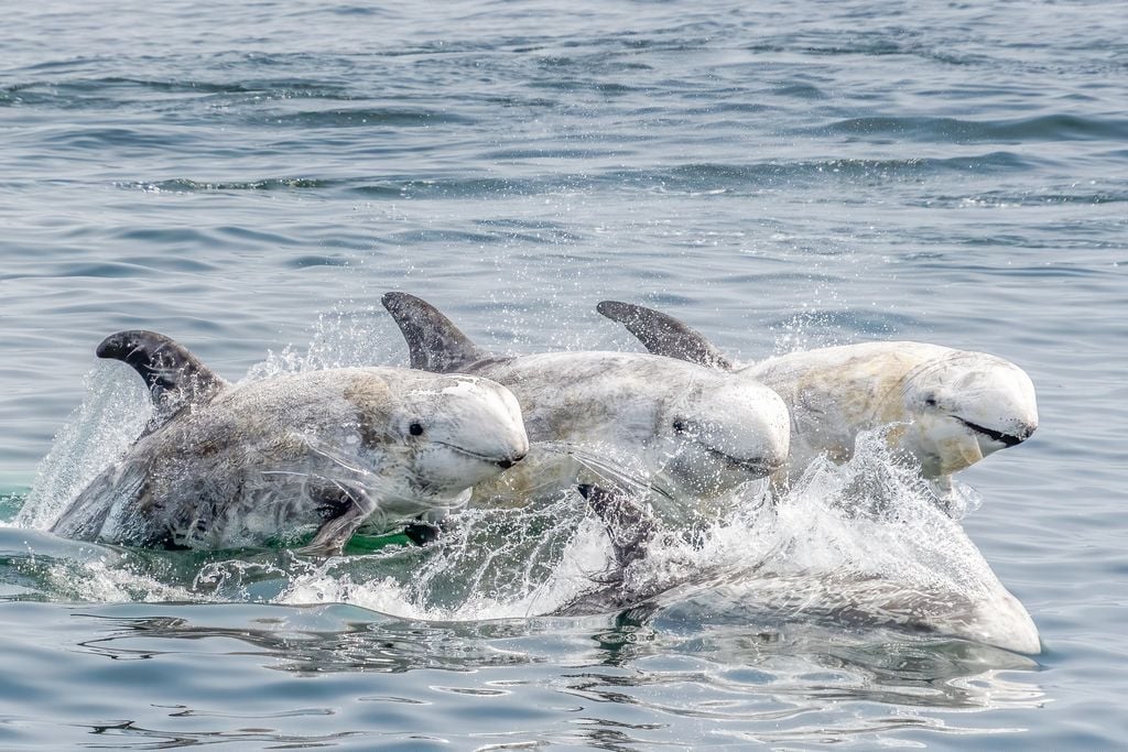 Group of dolphins swimming together