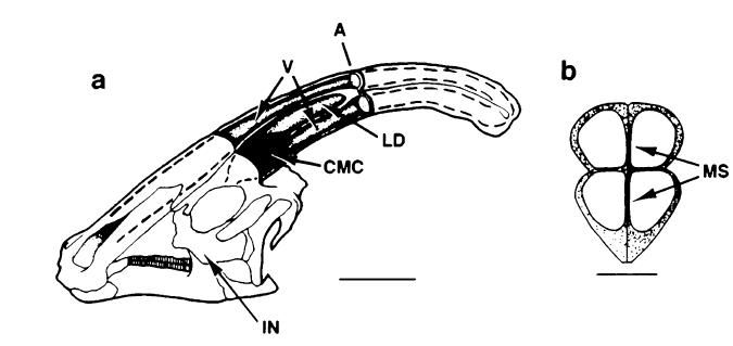 20110520083305skull-of-parasaurolophus.jpg