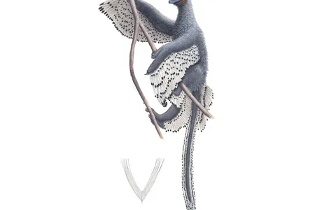 A new depiction of Anchoirnis and its contour feather.