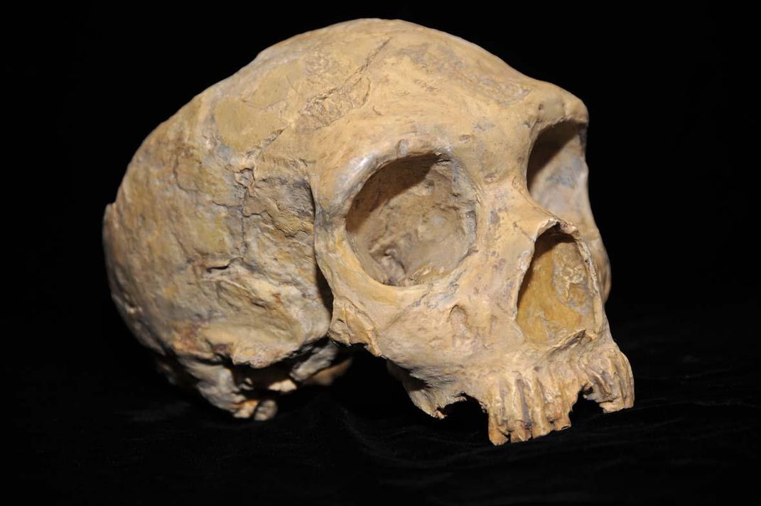 Gibraltar skull
