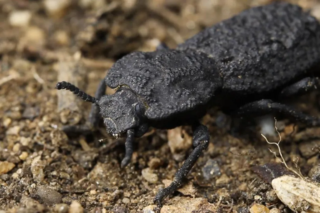 A close-up image of the diabolical ironclad beetle on dirt