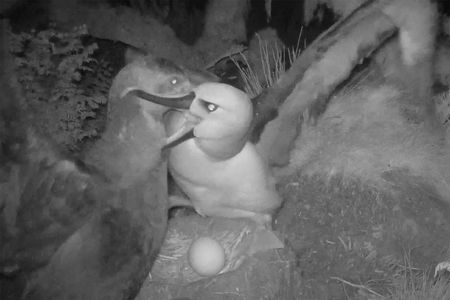 Southern giant petrels have so far killed nearly 100 Atlantic yellow-nosed albatrosses on Gough Island in the South Atlantic.