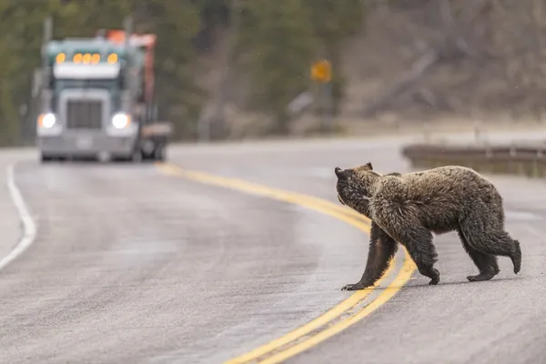 A grizzly bear crosses a highway in front of a tractor trailer thumbnail