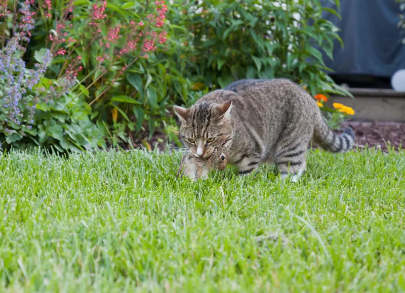 science experiments with cats