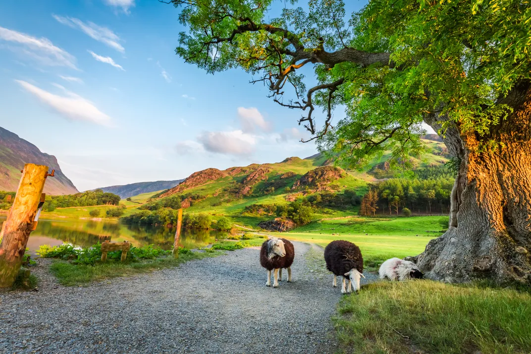 Sheep at pasture