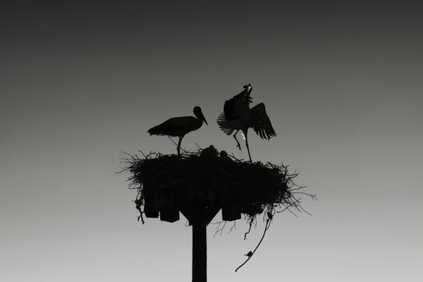 Stork Nest thumbnail