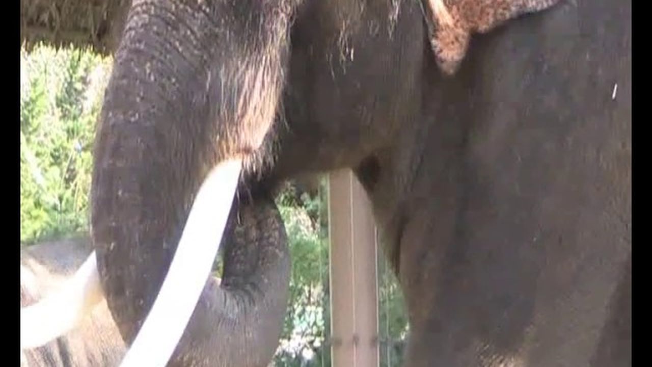 Preview thumbnail for This Elephant Learned to Speak Korean