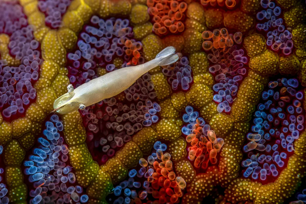 a white shrimp swims over a mosaic of color, which is actually a close-up part of a sea star's body