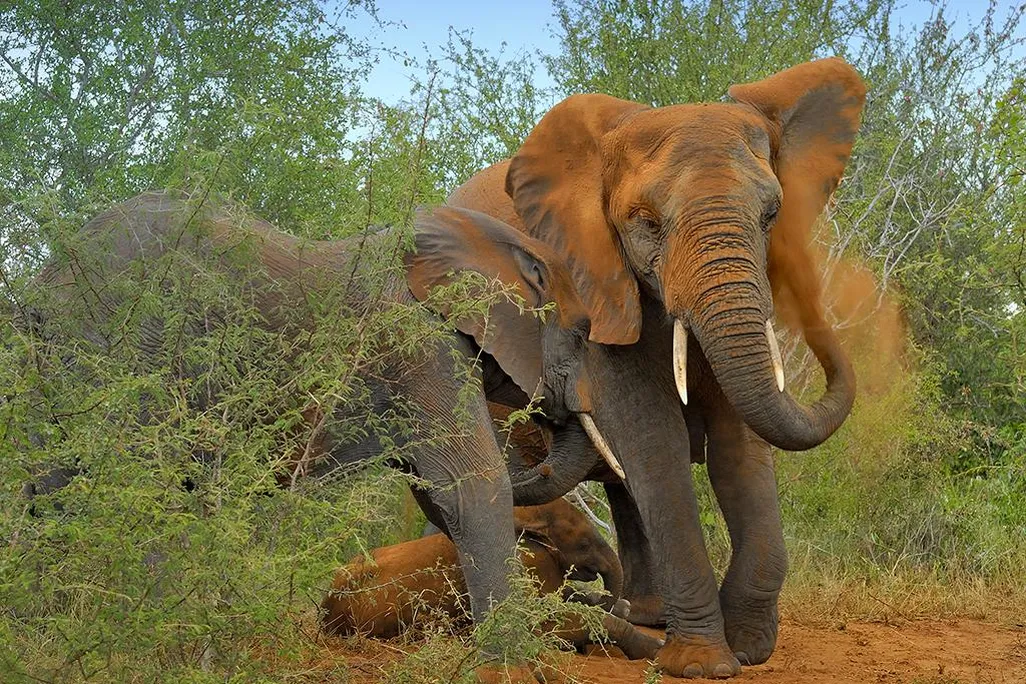 African elephant gives itself a dust bath 