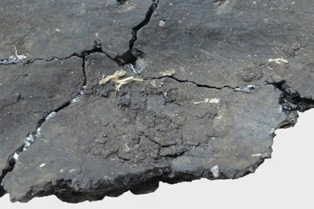 The Stone Age chefs likely boiled carp roe eggs in water or fish broth