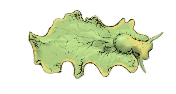 Elysia_chlorotica.jpg