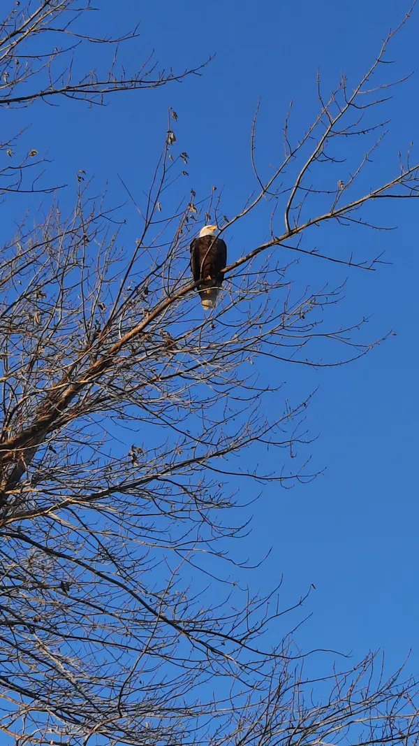Backyard Eagle thumbnail