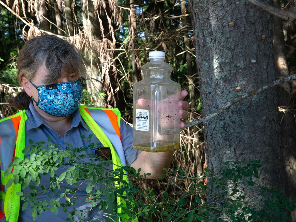 A woman wearing a mask and a bright yellow vest stands in a forest and holds a hornet trap, a bottle with a brownish liquid inside