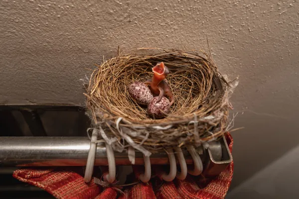 "Bulbuls Seeking Shelter: How Deforestation Forces Birds Into Human Homes" thumbnail