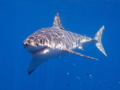 Researchers analyzed blood samples taken from 43 great white sharks captured and released off of the South African coast in 2012