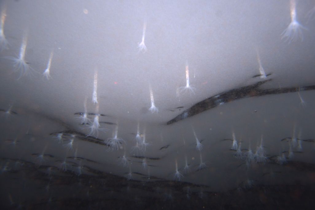 01_21_2014_anemones in antarctica.jpg